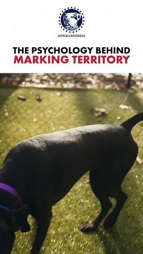 Did you ever wonder why your dog starts scratching the floor after they urinate or defecate outside? Darla, who was recently with us for her Behavior Optimization Retreat here at the Maddie Ranch, was having issues with anxiety, leash reactivity, not trusting people, going after dogs, etc. The most obvious thing that we noticed was Darla was making a lot of decisions and leading the relationship with her human in an unhealthy way. Darla is NOT a natural front of the pack type energy so leading h