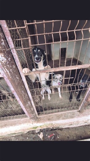 Într-un loc rece, unde în afară de hrană și apă nu primesc nimic altceva, acești căței își așteaptă cuminți începutul… sau sfârșitul. Nu au greșit cu nimic. Nu au ales să se nască. Sunt rezultatul nepăsării, al indiferenței, al unui sistem și al unei societăți care au dat greș. Sunt suflete abandonate, vieți fragile plătind prețul deciziilor noastre, al lipsei noastre de responsabilitate. Dar de ce trebuie ei să sufere pentru greșelile oamenilor? Există o soluție reală, umană și dovedită: STERIL