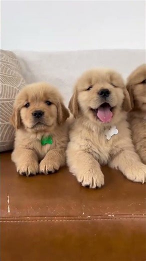 Cute Dogs Compilation 🐶