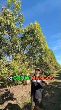 This is why Floridia is one of the best places in the world to grow mangoes 🥭 #growinnhomes