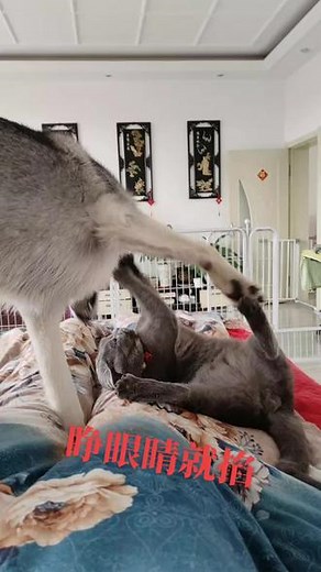 请欣赏动画片猫狗大战