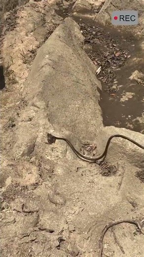 Watch this snake's incredible camouflage!😱