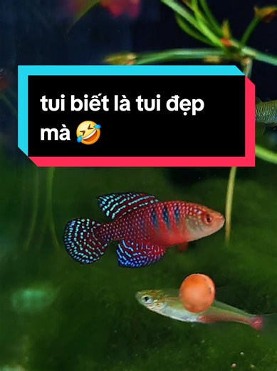 vẻ đẹp của cá killi magnificus #killifish #thefishlover #aquarium #cacanh #fishstore #thuysinh