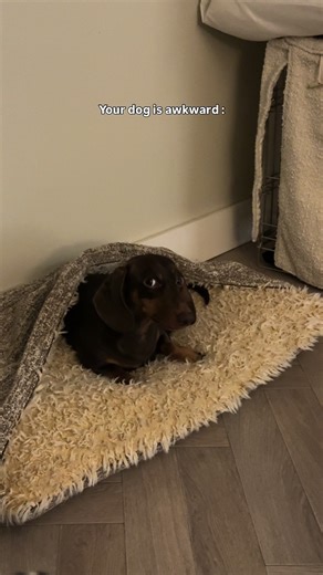 Dachshund Tricks: Learning from the Best