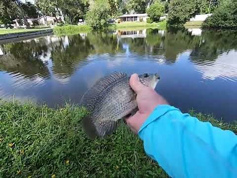 Easy Way To Catch Tilapia In Florida - Tilapia Galore - Let's Catch Some - Tilapia Fishing