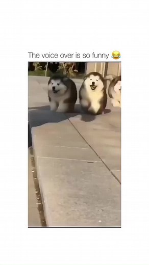 Everydaydogss on TikTok