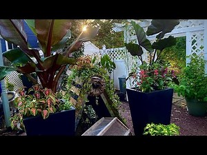 Tropical Garden Chicken Yard Update and Ideas/Fun Chicken Run Ideas