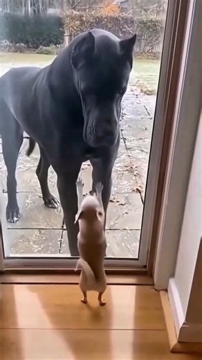 সাইজ ছোট, সাহস বড়! |@StressFile #funnydogs #dogshorts #cutepets #chihuahuavibes #viralshorts