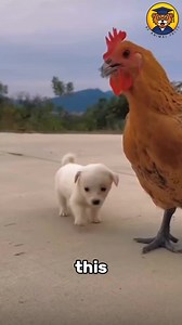 This Chicken Adopted a Puppy - and It's Beautiful #wildlifeplanet #facts #animalfacts #animallife #animals #wildlife #shorts #nature | Be Animal Facts
