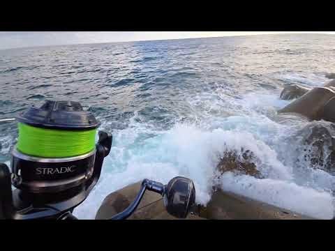 #강릉 삼치1수 방어1수 탐사 에깅낚시 루어낚시 #fishing#Korean Coastal Fishing