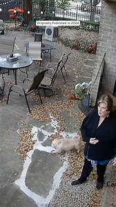 2.2M views · 35K reactions | Homeowners are warning about a new tree-trimming scam. Loli McIlwain says a man showed up at her door claiming to be a tree trimmer. While she walked him to the backyard, his partner slipped inside and ransacked her bedroom. Authorities say these fake tree trimmers are part of an organized gang pulling off similar break-ins across the country. (From 2024) | Inside Edition | Facebook