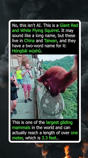 Meet The Rodent That’s The Size Of A Dog