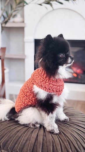 🐾✨ Say DS8 because the Wheat Stitch Dog Sweater crochet pattern is officially unleashed! 🧶🐶 This top-down, one-piece design is cozy, stylish, and comes in 8 sizes—because every pup deserves to strut their stuff in handmade fashion! 💛 Whether your fur baby is a couch cuddler or a backyard explorer, this sweater is the perfect blend of comfy cute. Plus, there’s a full video tutorial to guide you every step of the way! Tag a friend who crochets for their pup or needs to start! 🐕‍🦺 #DogSweater