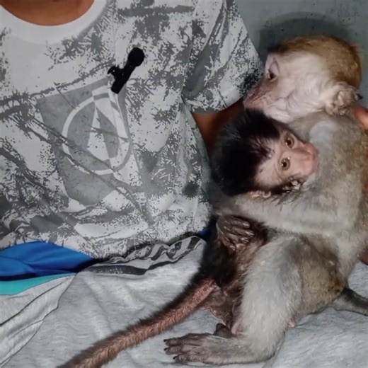 5.2K views · 43 reactions | SE Baby tail, his life must be saved from the animal market☺️ #babymonekey #smallbabymonkey #littlebabymonkey #cutemonkey #funnymonkey | Monkey Lover | Facebook