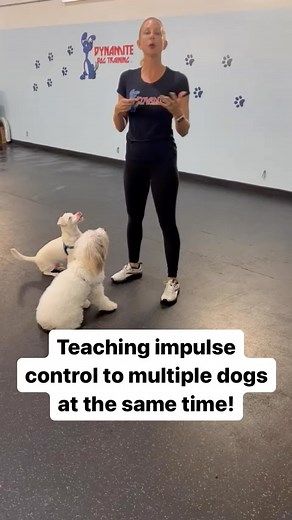 Teaching impulse control to multiple dogs at the same time! #explorepage #dogtraining #dogoftheday #puppiesofinstagram #training | Dynamite Dog Training