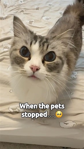 He grabbed mom’s hand when the pets stopped 🥺🐾