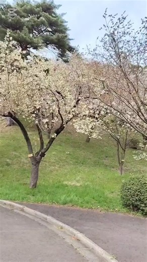 秋田県井川町にある日本国花苑の八重桜関山やウコン、フゲンゾウなど本数が多く植えられている八重桜は咲き始め。今週末が一番の見頃になりそうでした。
