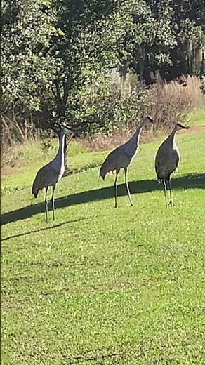 3 Sandhill Cranes in Florida