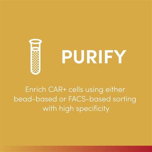 Purifying your CAR cells is easy when you have the right tools. Start optimizing your assays with products created for purifying CAR-engineered cells. https://hubs.ly/Q03cjhDK0 | Cell Signaling Technology, Inc.