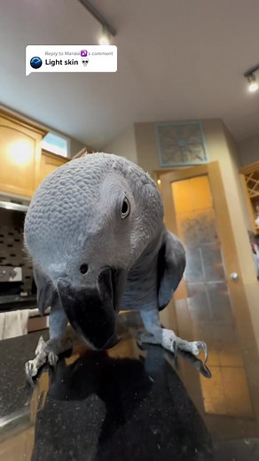 Exploring Gizmo's Journey with Lightskin Star