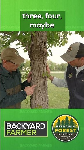 How Trees Heal After Pruning (It’s Not What You Think!) 🌳🩹