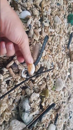 Pick Up Shells With Robin - Ez18