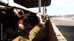 Curious cows looking into camera on dairy farm. Well-groomed kines eating hay at milk factory. Cattle chewing fodder at cowhouse. Concept of agriculture industry and animal husbandry. Slow motion