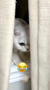 6.7K views · 81 reactions | Cats React to a Cat Memorial!  #MyPetsie...