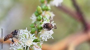 Apis mellifera scutellata known as the African honey bee is a highly adaptive and active pollinator valued for its productivity and resilience in warm climates
