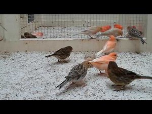 Canaris de Couleurs Magnifique