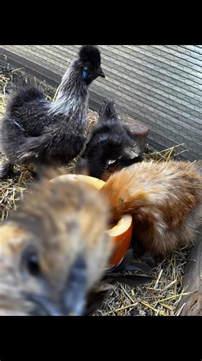 Life cycle of a pumpkin! | The Plough Inn Alvescot | Facebook