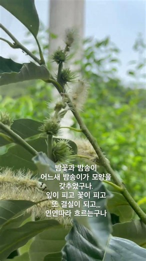 밤꽃과 밤송이#인연따라 흐르는 길#초여름#밤꽃향기#농촌풍경 #인연#자연의아름다움 #청초소구