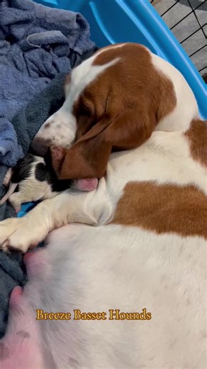 Daisy the Basset Hound's First Puppy: A Heartwarming Journey