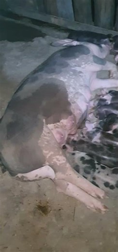 First suckling pig #pig #animals