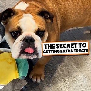 52K views · 2.2K reactions | She will do whatever it takes for more treats 藍 | Go Fetch | Facebook