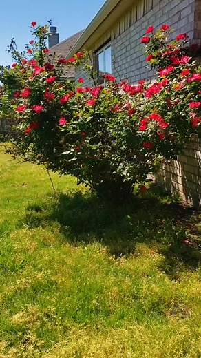 Violetlight (@violetlight88)’s videos with Mendelssohn's Spring Song (Relaxing Solo Piano) - Robbins Island Music Group