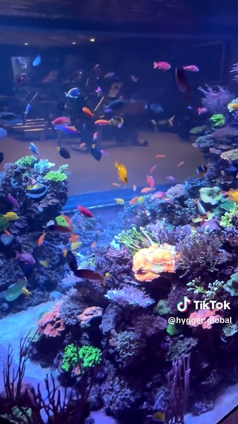 This is the most luxurious personal aquarium i have ever seen😍#hygger #aquarium #ocean #oceanlife #fish #fypシ