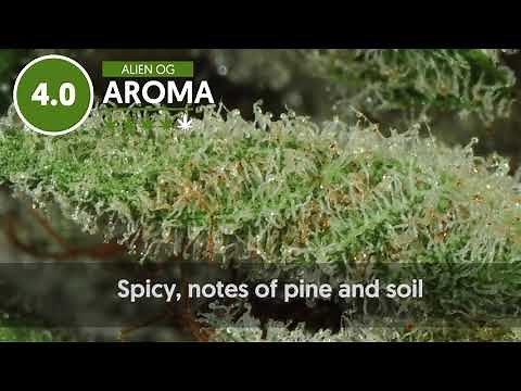 Strain Profile: Alien OG