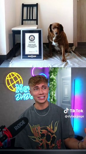 Oldest Dog in History Passes Away at 31 Years