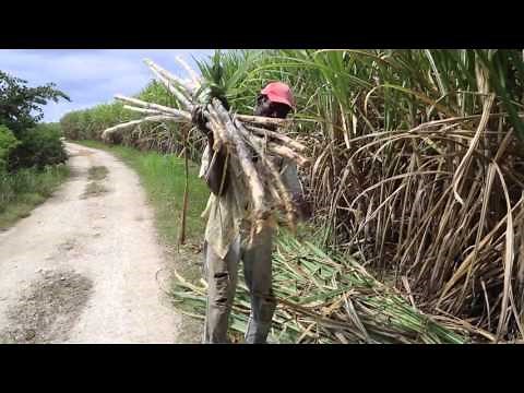 Marie Galante Coupeur de cannes à sucre / Marie Galante sugar cane cutter