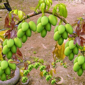 1.8M views · 16K reactions | How to propagate mango tree in ripe watermelon fruit promote fast fruiting 100% | Tree Garden | Facebook