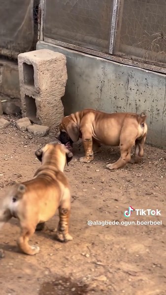 Boerboel Puppy Feeding Tips: Raw Beef Expectations