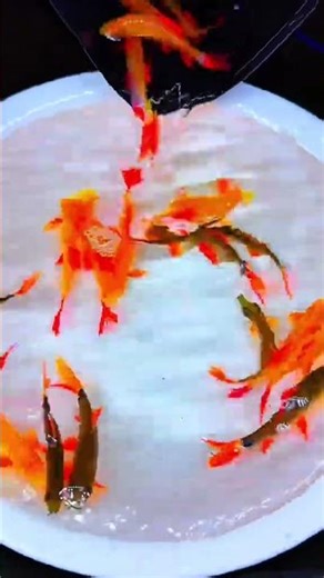 Freshwater sharks, uncles and aunts! #vietnameseaquarium #trending #xuhuong #fish #trends