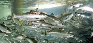 Billund Begins Construction of Post-Smolt RAS Fish Farm in Chile