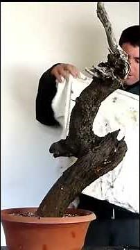How to ROOT an OLIVE Branch (Step by Step) 🌿