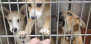 **ALL ADOPTED** We have 3 beautiful Husky mix puppies about 10 weeks old looking for homes. They are getting spayed and neutered today and will be available for adoption this afternoon. Please Share! | Jackson County Animal Shelter Gautier, MS