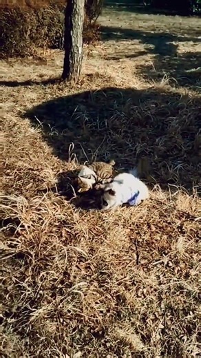 Markiza and Reo play on the first day of spring