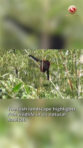 1.4K views · 30 reactions | A rare and mesmerising sight — India’s only ape species, the Hoolock Gibbon, was recently spotted swinging through the treetops of Kaziranga National Park near the lush Karbi Anglong hills. This graceful moment reflects India’s rich biodiversity and the success of ongoing wildlife conservation efforts in preserving such endangered species. #thesentinel #GibbonBlack #kaziranga | The Sentinel | Facebook