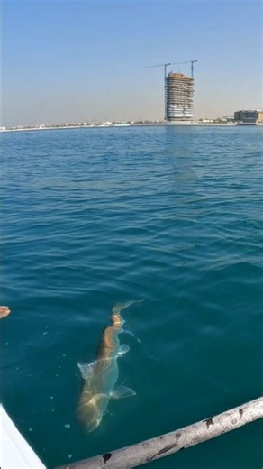 Giant kandulilot fish #fishing #kayakfishingtips #catchfish @Travelandhobbies