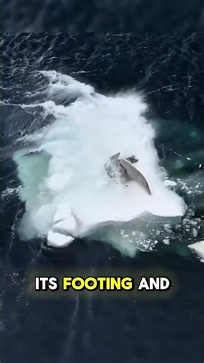 Apex predator of the ocean🐳👑#OrcasOfTheDeep#KillerWhalesUnleashed#OceanApexPredators#OrcaHunting